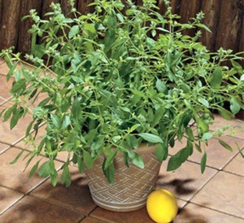 Basil Lemon 